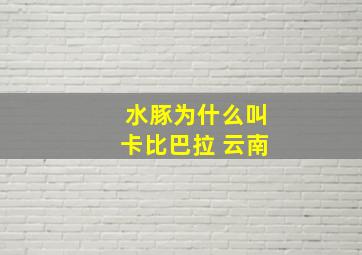 水豚为什么叫卡比巴拉 云南